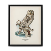 Strix uralensis ♀ illustrated by the von Wright brothers from our own 1929 folio version of Svenska Fåglar Efter Naturen Och Pa Sten Ritade - NOMADEN ART GALLERY