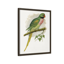 Javan Parrakeet (Psittacula alexandri) colored wood-engraved plate by Alexander Francis Lydon.