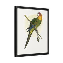 Carolina Parrot (Conuropsis carolinensis) colored wood-engraved plate by Alexander Francis Lydon.