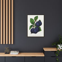 Niagara plum lithograph. Digitally enhanced from our own original 1900 edition plates of Botanical Specimen published by Rochester Lithographing