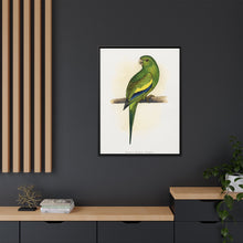 Canary-Winged Conure ( Brotogeris versicolurus) colored wood-engraved plate by Alexander Francis Lydon