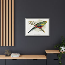 Many-Coloured Parrakeet (Psephotellus varius) colored wood-engraved plate by Alexander Francis Lydon
