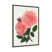 Pink Rose, La France Lithograph (1900)