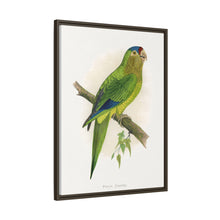 Petz's Conure (Aratinga canicularis) colored wood-engraved plate by Alexander Francis Lydon