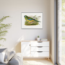 Turquoisine (Neophema pulchella) colored wood-engraved plate by Alexander Francis Lydon