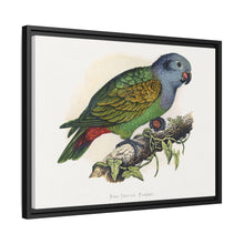 Red-Vented Parrot (Amazona martinicana) colored wood-engraved plate by Alexander Francis Lydon