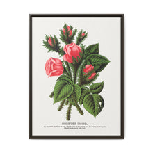 Pink roses, Crested Moss lithograph. Digitally enhanced from our own original 1900 edition plates of Botanical Specimen published by Rochester Lithographing - NOMADEN ART GALLERY