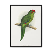 New Zealand Parrakeet (Cyanoramphus novaezelandiae) colored wood-engraved plate by Alexander Francis Lydon - NOMADEN ART GALLERY