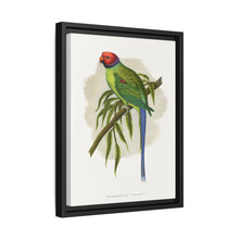 Blossom-Headed Parrakeet (Psittacula roseata) colored wood-engraved plate by Alexander Francis Lydon.