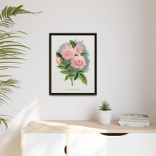 Pink rose, Clothilde Soupert lithograph. Digitally enhanced from our own original 1900 edition plates of Botanical Specimen published by Rochester Lithographing