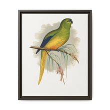Elegant Parrakeet (Neophema elegans) colored wood-engraved plate by Alexander Francis Lydon - NOMADEN ART GALLERY