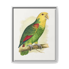 Double-Fronted or Le Vaillant's Amazon (Amazona oratrix) colored wood-engraved plate by Alexander Francis Lydon. - NOMADEN ART GALLERY
