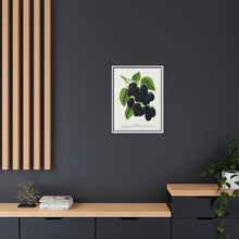 Snyder Blackberry lithograph from Botanical Specimen published by Rochester Lithographing