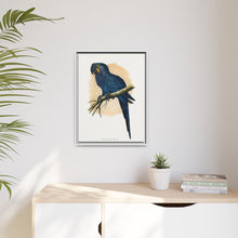 Hyacinthine Macaw (Anodorhynchus hyacinthinus) colored wood-engraved plate by Alexander Francis Lydon.