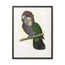 Hawk-Headed Parrot (Deroptyus accipitrinus) colored wood-engraved plate by Alexander Francis Lydon. - NOMADEN ART GALLERY