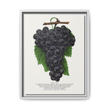 Early Ohio grape lithograph. Digitally enhanced from our own original 1900 edition plates of Botanical Specimen published by Rochester Lithographing - NOMADEN ART GALLERY