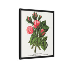 Pink roses, Crested Moss lithograph. Digitally enhanced from our own original 1900 edition plates of Botanical Specimen published by Rochester Lithographing