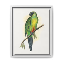 Masked Parrakeet (Prosopeia personata) colored wood-engraved plate by Alexander Francis Lydon