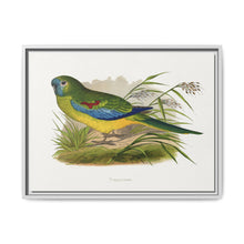 Turquoisine (Neophema pulchella) colored wood-engraved plate by Alexander Francis Lydon - NOMADEN ART GALLERY