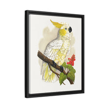 Kleiner Zitronenhaubenkakadu (Cacatua sulphurea) farbige Holzstichplatte von Alexander Francis Lydon