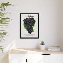 Early Ohio grape lithograph. Digitally enhanced from our own original 1900 edition plates of Botanical Specimen published by Rochester Lithographing