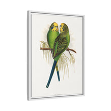 Budgerigar (Melopsittacus undulatus) colored wood-engraved plate by Alexander Francis Lydon