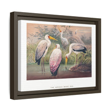 The African Wood Ibis from Zoological sketches (1861-1867) by Joseph Wolf and Philip Lutley Sclater