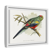 Many-Coloured Parrakeet (Psephotellus varius) colored wood-engraved plate by Alexander Francis Lydon