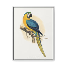 Blue and Yellow Macaw (Ara ararauna) colored wood-engraved plate by Alexander Francis Lydon - NOMADEN ART GALLERY