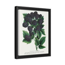Wachusetts Thornless blackberry lithograph. Digitally enhanced from our own original 1900 edition plates of Botanical Specimen published by Rochester Lithographing - NOMADEN ART GALLERY