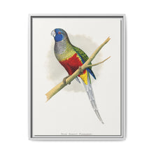Blue Bonnet Parrakeet (Northiella haematogaster) colored wood-engraved plate by Alexander Francis Lydon. - NOMADEN ART GALLERY