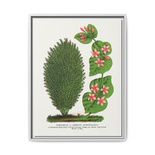 Tartarian, Upright Honeysuckle bush lithograph. Digitally enhanced from our own original 1900 edition plates of Botanical Specimen published by Rochester Lithographing - NOMADEN ART GALLERY