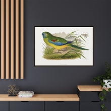 Turquoisine (Neophema pulchella) colored wood-engraved plate by Alexander Francis Lydon