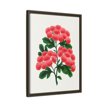 Paul's New Double Flowering Thorn lithograph. Digitally enhanced from our own original 1900 edition plates of Botanical Specimen published by Rochester Lithographing