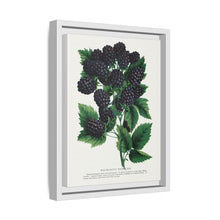 Wachusett Blackberry Lithograph | Vintage Botanical Wall Art