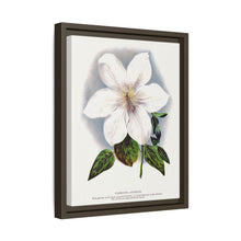 Clematis flower lithograph. Digitally enhanced from our own original 1900 edition plates of Botanical Specimen published by Rochester Lithographing