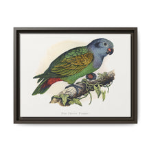 Red-Vented Parrot (Amazona martinicana) colored wood-engraved plate by Alexander Francis Lydon - NOMADEN ART GALLERY