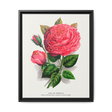 Pink rose, Anna De Diesbach lithograph. Digitally enhanced from our own original 1900 edition plates of Botanical Specimen published by Rochester Lithographing - NOMADEN ART GALLERY