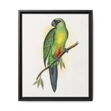 Masked Parrakeet (Prosopeia personata) colored wood-engraved plate by Alexander Francis Lydon
