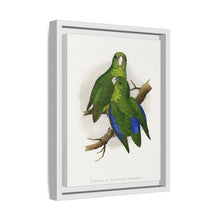 Passerine or Blue-winged Parrakeet (Psittacula columboides) colored wood-engraved plate by Alexander Francis Lydon
