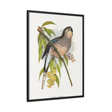 Bourke's Parrakeet (Neopsephotus bourkii) colored wood-engraved plate by Alexander Francis Lydon.