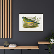 Turquoisine (Neophema pulchella) colored wood-engraved plate by Alexander Francis Lydon