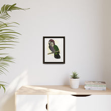 Hawk-Headed Parrot (Deroptyus accipitrinus) colored wood-engraved plate by Alexander Francis Lydon.