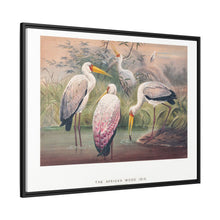 The African Wood Ibis from Zoological sketches (1861-1867) by Joseph Wolf and Philip Lutley Sclater