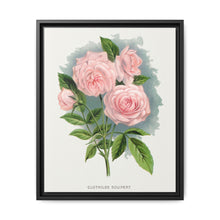 Pink rose, Clothilde Soupert lithograph. Digitally enhanced from our own original 1900 edition plates of Botanical Specimen published by Rochester Lithographing - NOMADEN ART GALLERY