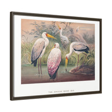 The African Wood Ibis from Zoological sketches (1861-1867) by Joseph Wolf and Philip Lutley Sclater