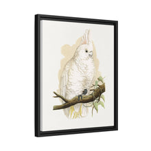 Goffin's Cockatoo (Cacatua goffiniana) colored wood-engraved plate by Alexander Francis Lydon.