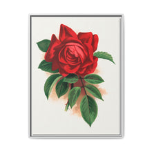 Red rose, Alfred Colomb lithograph. Digitally enhanced from our own original 1900 edition plates of Botanical Specimen published by Rochester Lithographing - NOMADEN ART GALLERY