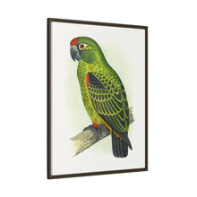 Placa grabada en madera de color loro de Jardine (Poicephalus gulielmi gulielmi) de Alexander Francis Lydon. 