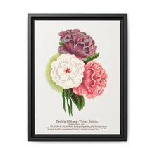 Double Althea in 3 colors lithograph. Digitally enhanced from our own original 1900 edition plates of Botanical Specimen published by Rochester Lithographing - NOMADEN ART GALLERY